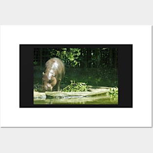 Pygmy Hippo Posters and Art